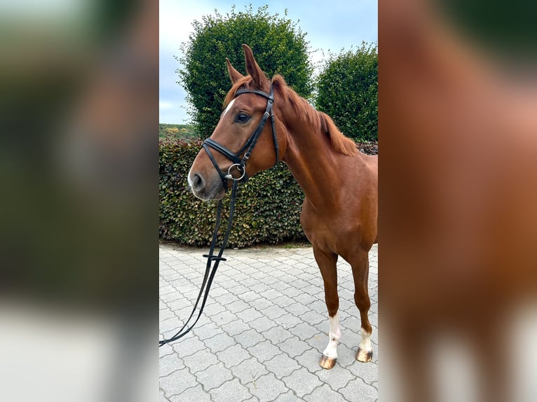 Westphalian Gelding 4 years 16,2 hh Chestnut-Red in Salzkotten