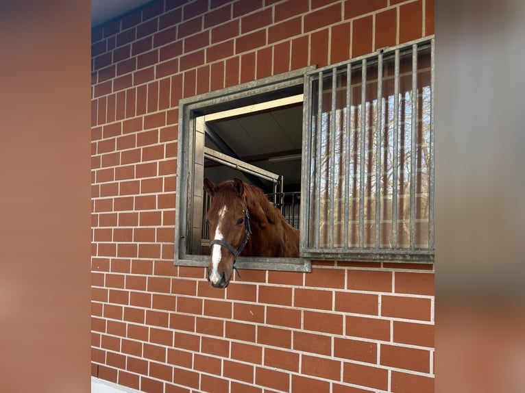 Westphalian Gelding 4 years 16,2 hh Chestnut-Red in Verl