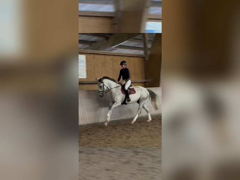 Westphalian Gelding 4 years 16,2 hh Gray in Schenklengsfeld