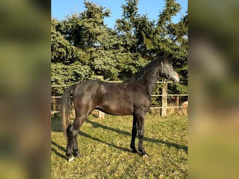 Westphalian Gelding 4 years 16,2 hh Grey in Reichenwalde