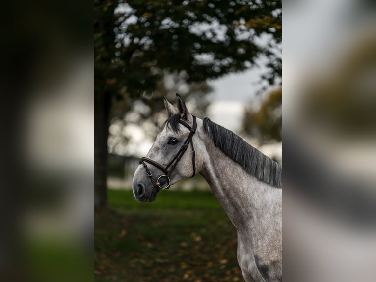 Westphalian Gelding 4 years 16,2 hh Grey in Nettetal