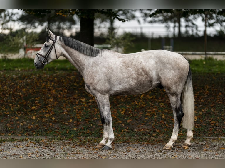 Westphalian Gelding 4 years 16,2 hh Grey in Nettetal