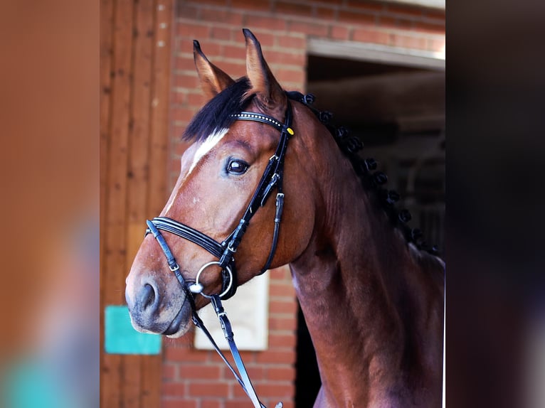 Westphalian Gelding 4 years 16,3 hh Brown in Salzkotten