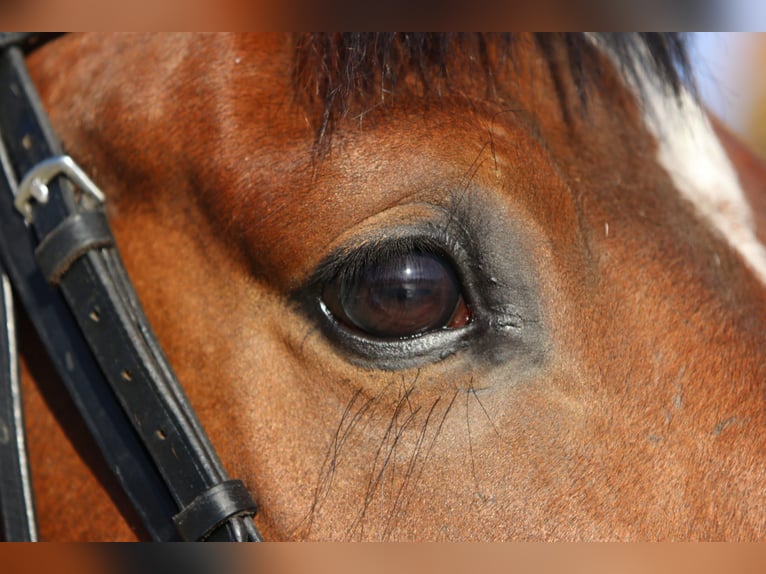 Westphalian Gelding 4 years 16,3 hh Brown in Salzkotten