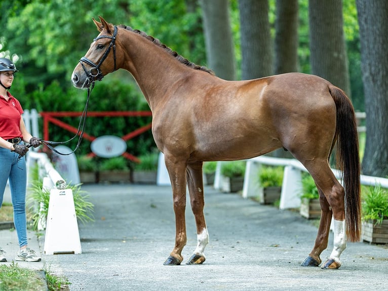 Westphalian Gelding 4 years 16,3 hh Chestnut-Red in M&#xFC;nster-Handorf