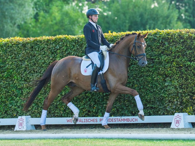 Westphalian Gelding 4 years 16,3 hh Chestnut-Red in M&#xFC;nster-Handorf