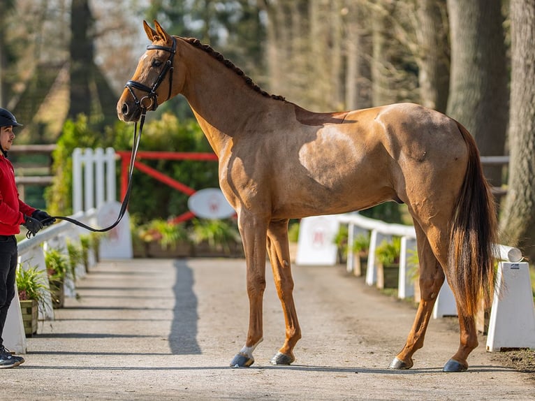 Westphalian Gelding 4 years 16,3 hh Chestnut-Red in Münster-Handorf