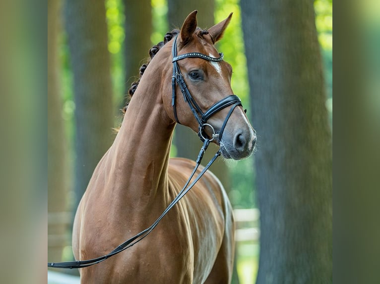 Westphalian Gelding 4 years 16,3 hh Chestnut-Red in M&#xFC;nster-Handorf