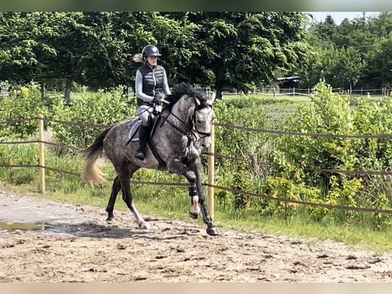 Westphalian Gelding 4 years 16,3 hh Gray in Gro&#xDF;heide Berumerfehn