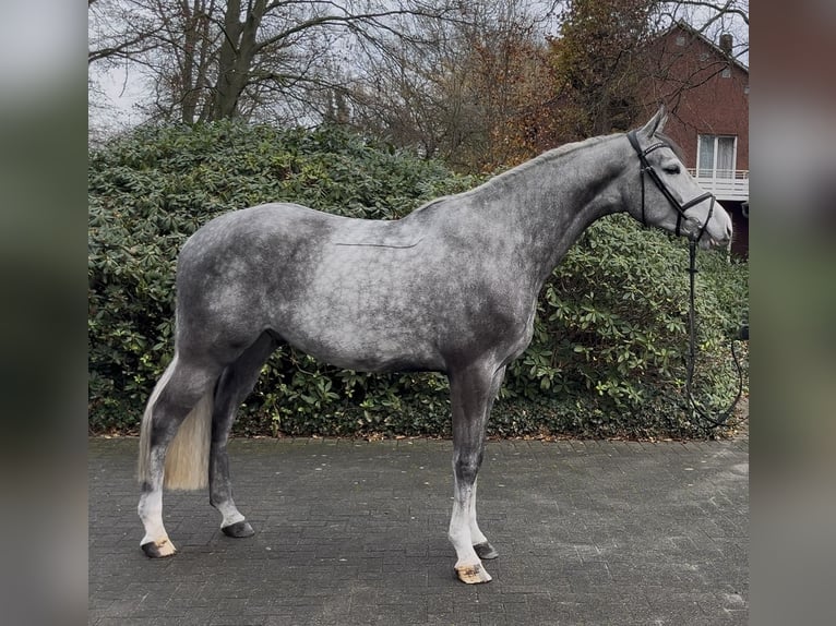 Westphalian Gelding 4 years 16,3 hh Grey-Dapple in Hörstel