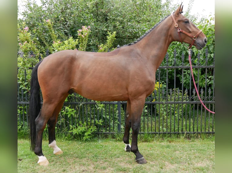 Westphalian Gelding 4 years 16,3 hh in Dorsten