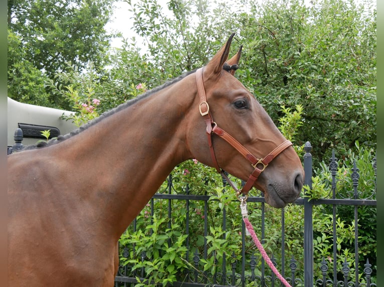 Westphalian Gelding 4 years 16,3 hh in Dorsten