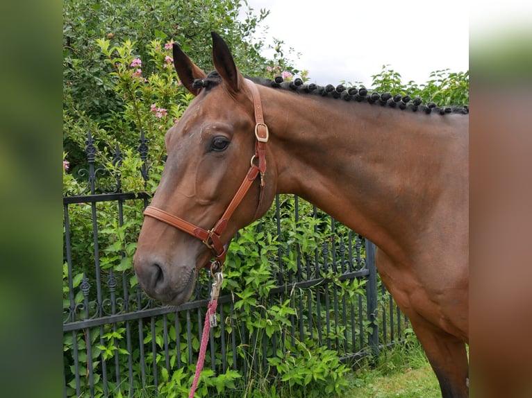 Westphalian Gelding 4 years 16,3 hh in Dorsten