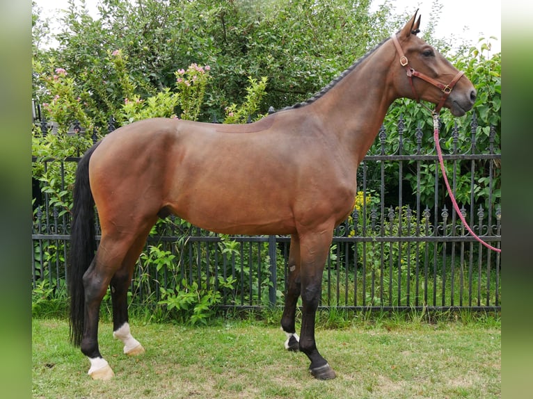Westphalian Gelding 4 years 16,3 hh in Dorsten