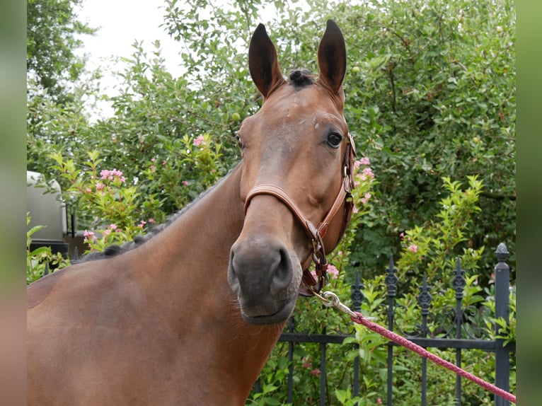 Westphalian Gelding 4 years 16,3 hh in Dorsten