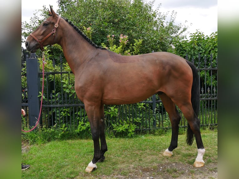 Westphalian Gelding 4 years 16,3 hh in Dorsten