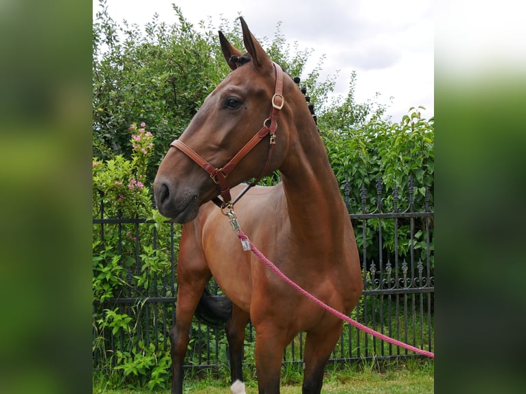 Westphalian Gelding 4 years 16,3 hh in Dorsten