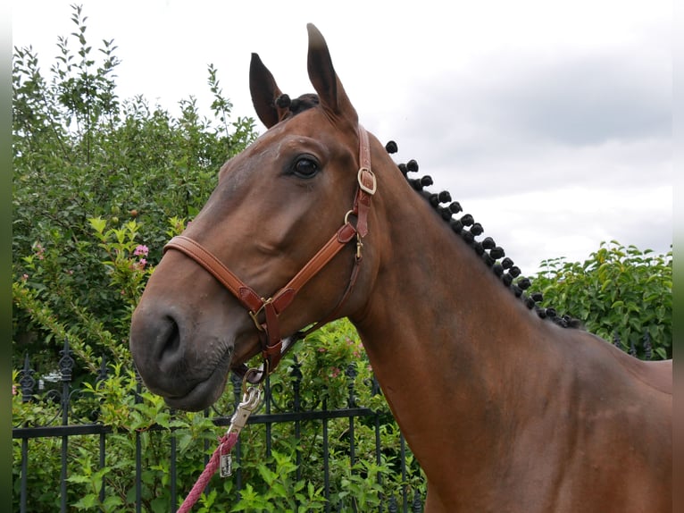 Westphalian Gelding 4 years 16,3 hh in Dorsten