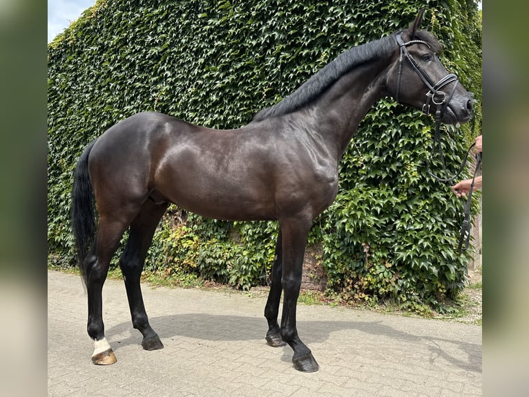 Westphalian Gelding 4 years 17,1 hh Black in Rees