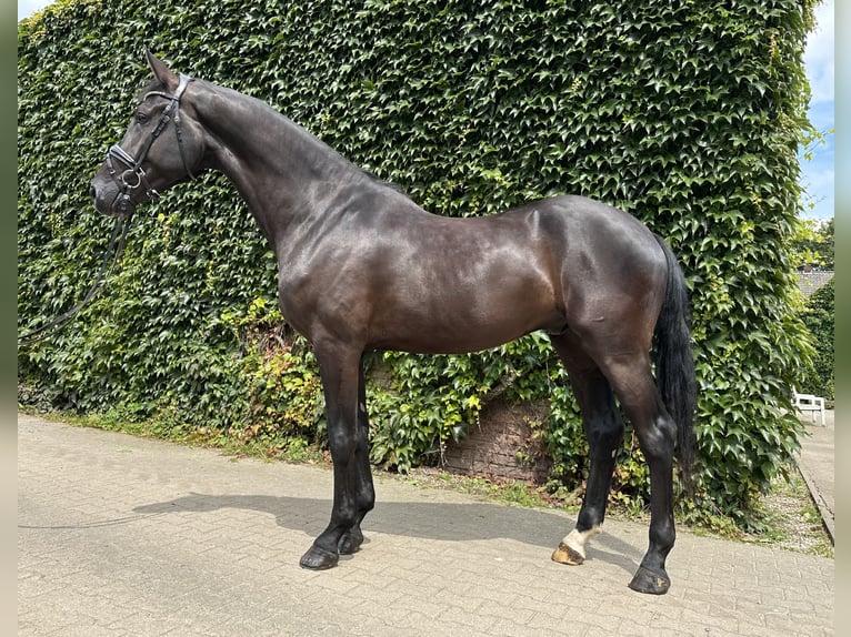 Westphalian Gelding 4 years 17,1 hh Black in Rees