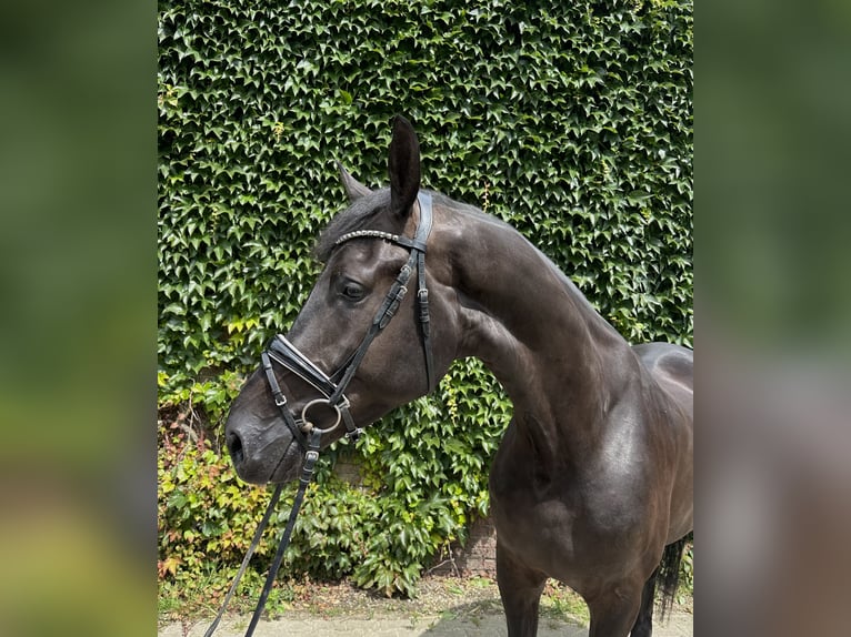 Westphalian Gelding 4 years 17,1 hh Black in Rees