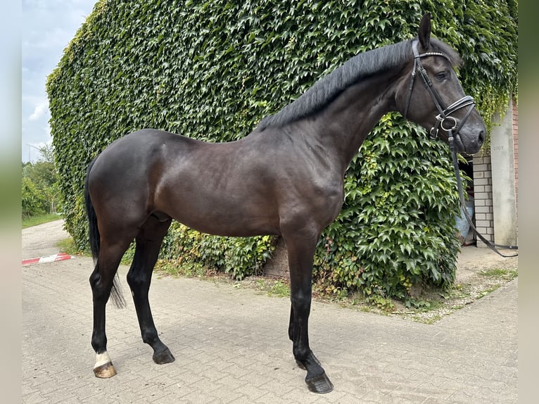 Westphalian Gelding 4 years 17,1 hh Black in Rees