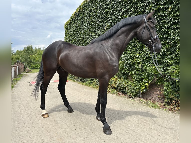 Westphalian Gelding 4 years 17,1 hh Black in Rees