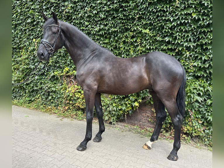 Westphalian Gelding 4 years 17,1 hh Black in Rees