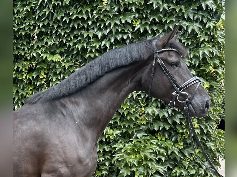 Westphalian Gelding 4 years 17,1 hh Black in Rees