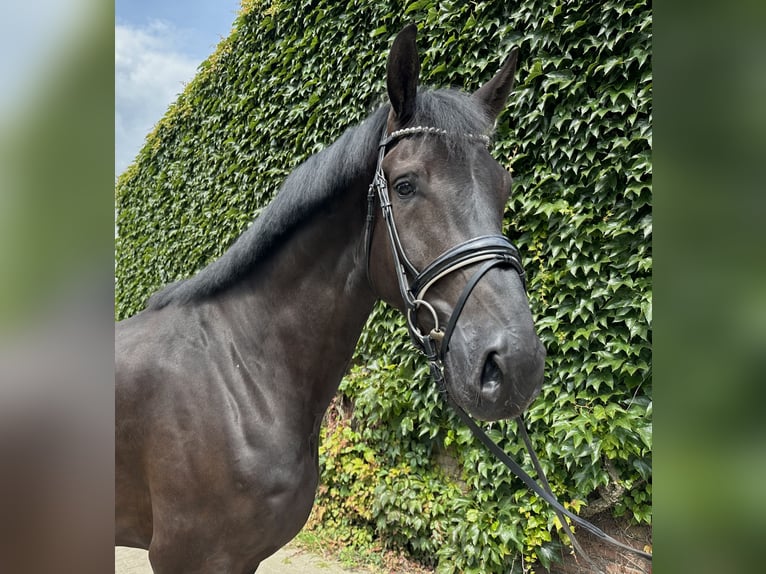 Westphalian Gelding 4 years 17,1 hh Black in Rees