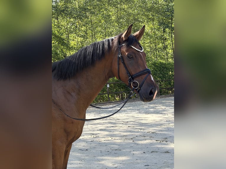 Westphalian Gelding 4 years 17.1 hh Brown in Bad OeynhausenBad Oeynhausen