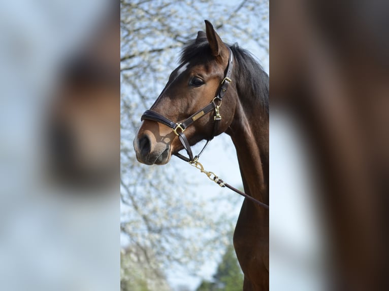 Westphalian Gelding 4 years 17,1 hh Brown in Waldbr&#xF6;l