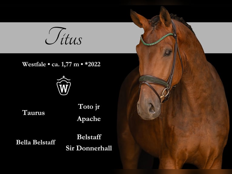 Westphalian Gelding 4 years 17.1 hh Brown in Wehringen