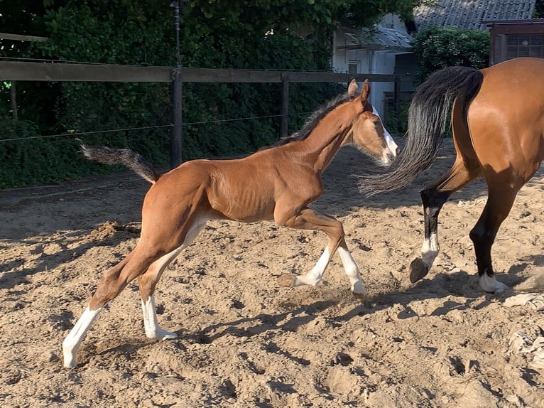 Westphalian Gelding 4 years 17.1 hh Brown in Lingen
