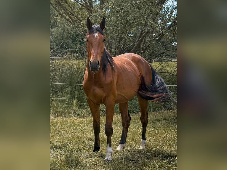 Westphalian Gelding 4 years 17.1 hh Brown in Falck