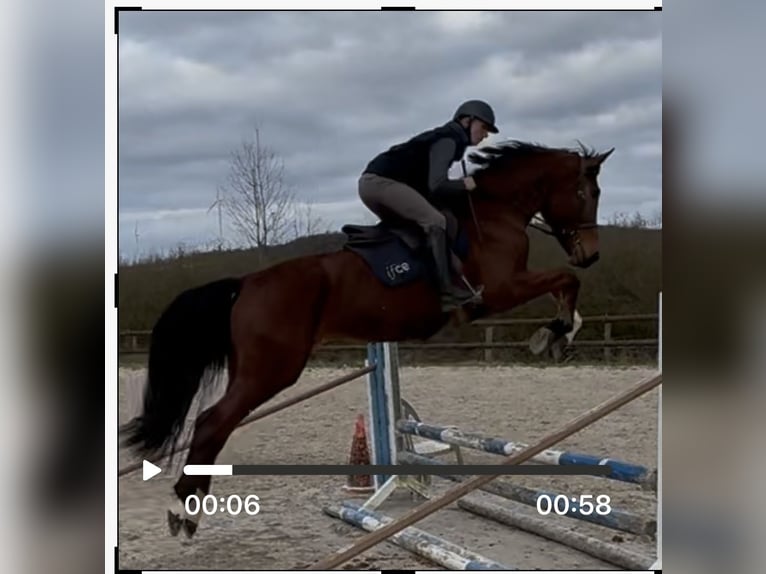 Westphalian Gelding 4 years 17.1 hh Brown in Falck
