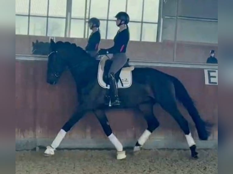 Westphalian Gelding 4 years 17,1 hh Smoky-Black in Paderborn