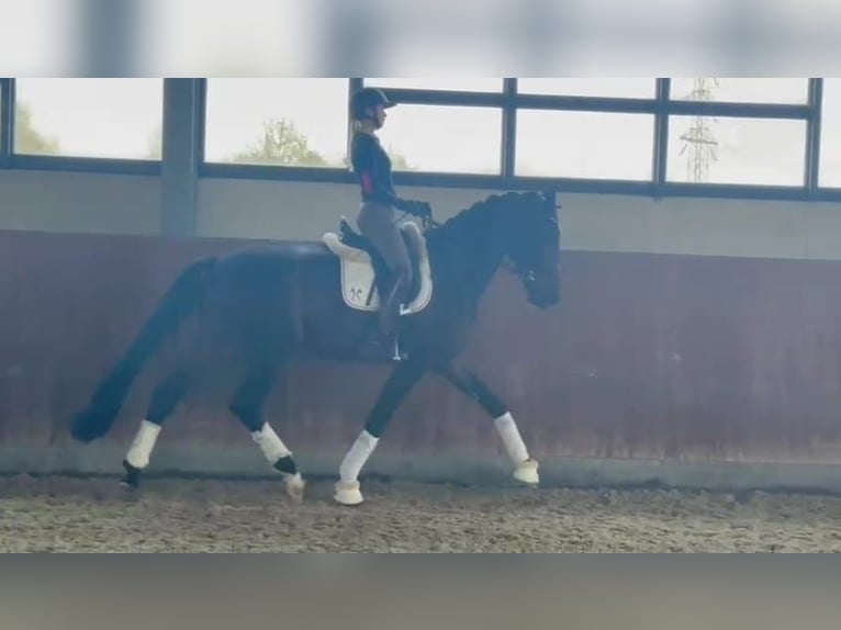 Westphalian Gelding 4 years 17,1 hh Smoky-Black in Paderborn