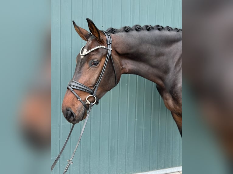 Westphalian Gelding 4 years 17,1 hh Smoky-Black in Paderborn