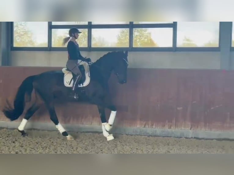 Westphalian Gelding 4 years 17,1 hh Smoky-Black in Paderborn