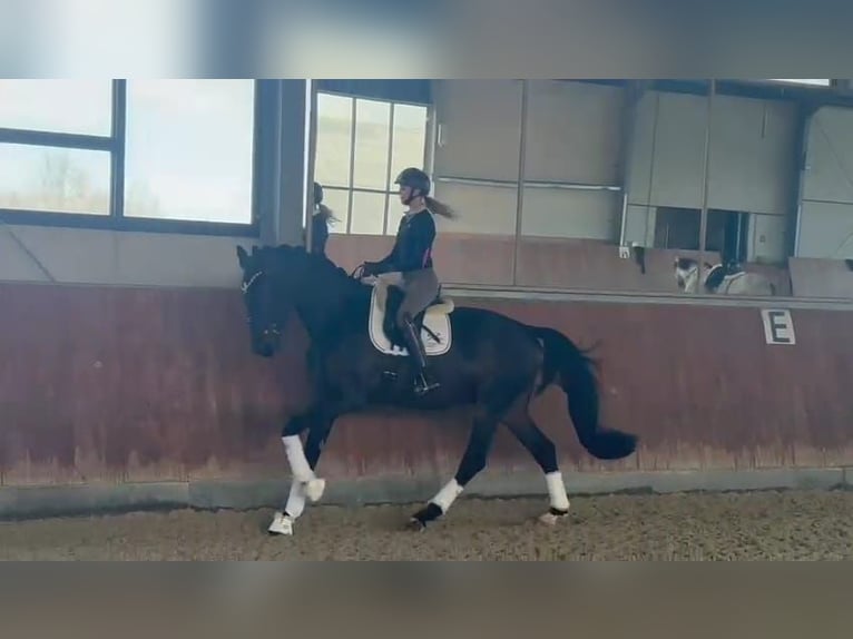 Westphalian Gelding 4 years 17,1 hh Smoky-Black in Paderborn