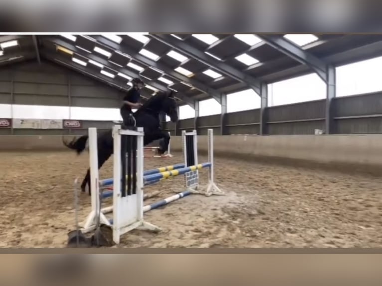 Westphalian Gelding 4 years 17,1 hh Smoky-Black in Overath