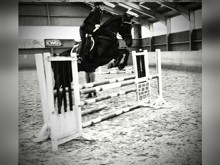 Westphalian Gelding 4 years 17,1 hh Smoky-Black in Overath