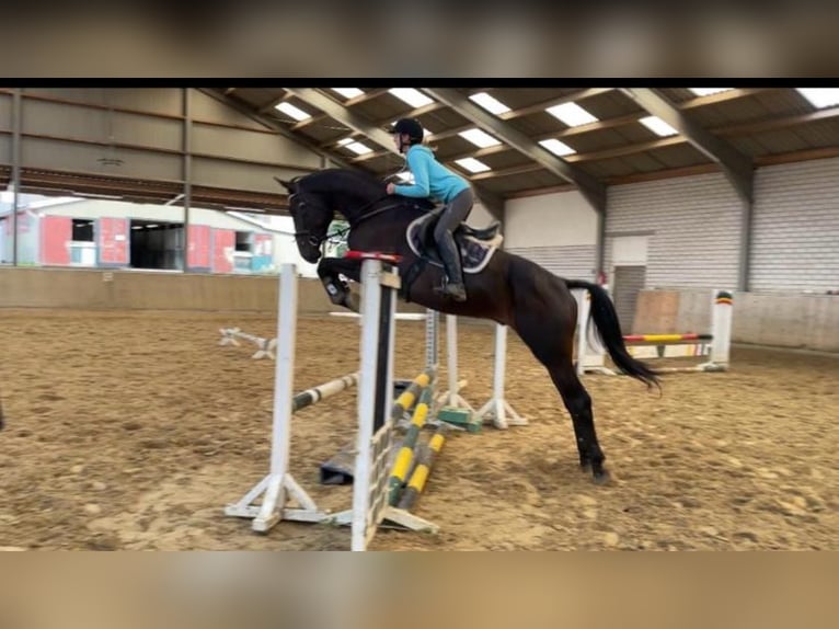 Westphalian Gelding 4 years 17,1 hh Smoky-Black in Overath