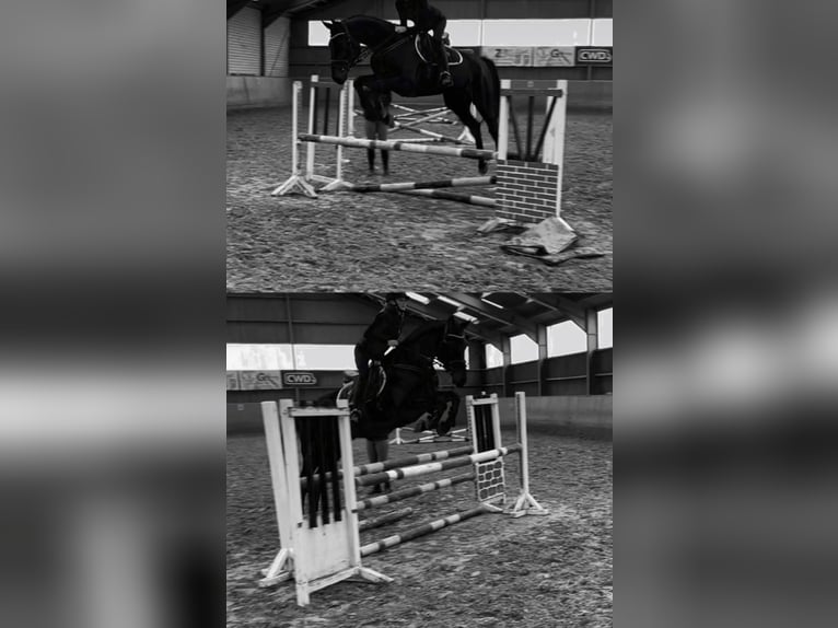 Westphalian Gelding 4 years 17,1 hh Smoky-Black in Overath