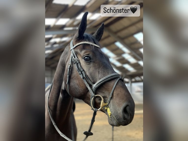 Westphalian Gelding 4 years 17,1 hh Smoky-Black in Overath