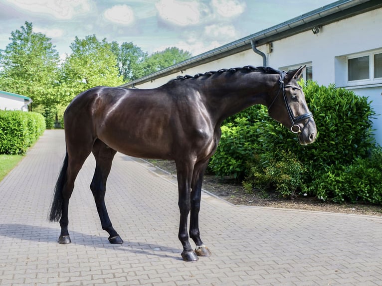 Westphalian Gelding 4 years 17.2 hh Black in Ankum