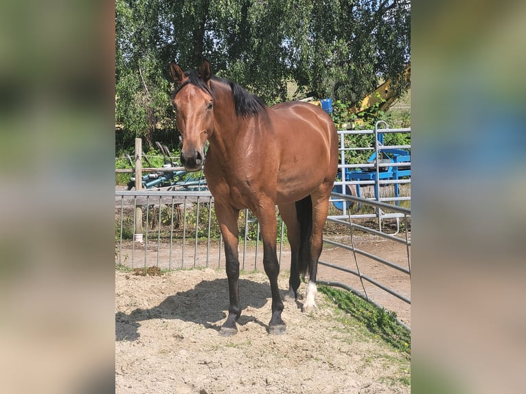 Westphalian Gelding 4 years 17.2 hh Brown in Mettmann