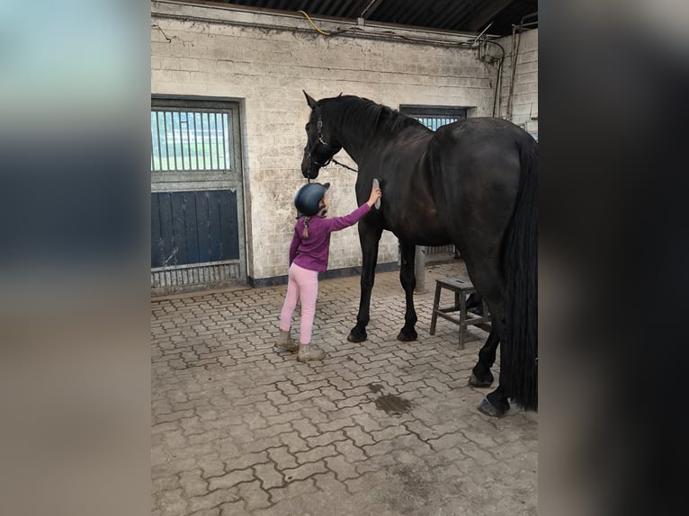 Westphalian Gelding 4 years 17.3 hh Black in Achtrup
