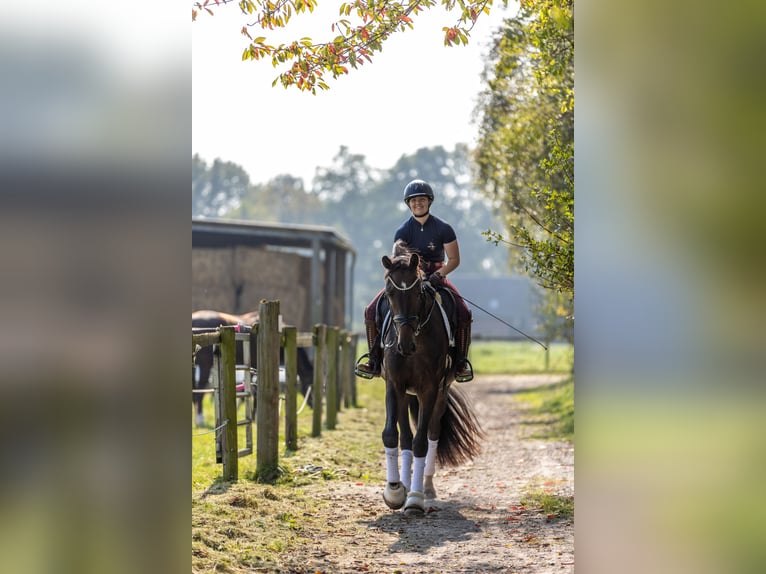 Westphalian Gelding 4 years 17 hh Bay-Dark in Rosendahl